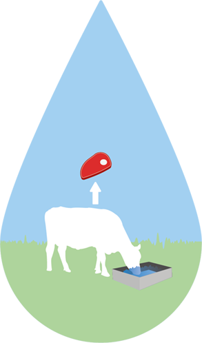 El agua dentro de la alimentación de ganado